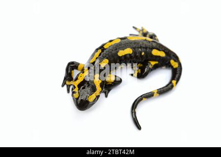 Salamandre de feu (Salamandra salamandra) sur fond blanc, Rhénanie du Nord-Westphalie, Allemagne Banque D'Images