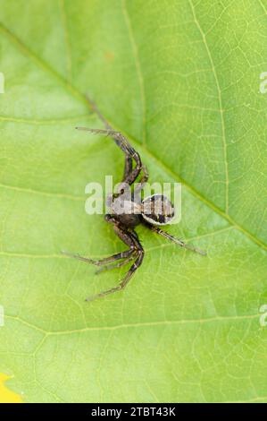 Araignée crabe brun ou araignée crabe des brousse (Xysticus cristatus), mâle, Rhénanie du Nord-Westphalie, Allemagne Banque D'Images