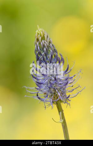 Griffe du diable bleu ciel (Phyteumaadulterinum), hybride de la griffe du diable de ährige (Phyteuma spicatum) avec la griffe du diable noir (Phyteuma nigrum), Rhénanie du Nord-Westphalie, Allemagne Banque D'Images