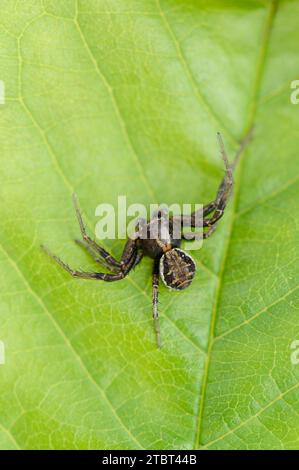 Araignée crabe brun ou araignée crabe des brousse (Xysticus cristatus), mâle, Rhénanie du Nord-Westphalie, Allemagne Banque D'Images