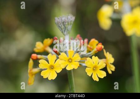 La cousue de Bulley (Primula bulleyana) Banque D'Images