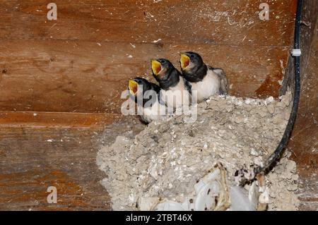 Hirundo rustica (Hirundo rustica), jeunes oiseaux dans le nid, Gueldre, pays-Bas Banque D'Images