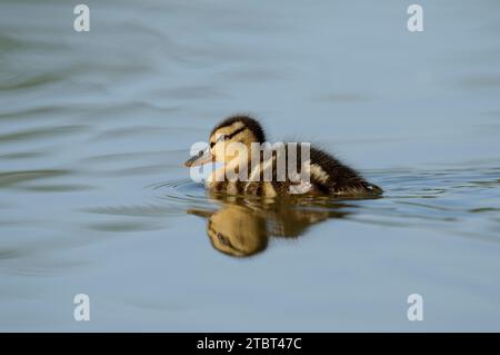 Le Canard colvert (Anas platyrhynchos), Poussin, Rhénanie du Nord-Westphalie, Allemagne Banque D'Images