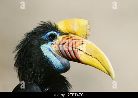 Celebes hornbill (Rhyticeros cassidix), femme Banque D'Images