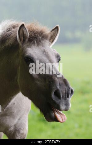 Cheval (Equus ferus ferus caballus, Equus przewalskii ferus caballus), Allemagne Banque D'Images