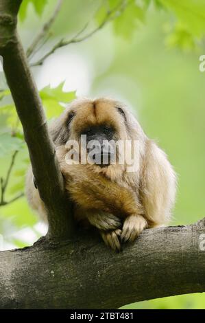 Singe hurleur noir (Alouatta caraya), femelle Banque D'Images