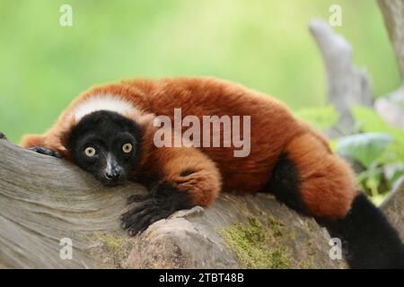 Le vari rouge (Varecia rubra, Varecia variegata rubra) se trouve sur un tronc d'arbre, présent à Madagascar Banque D'Images