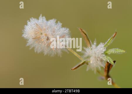 Trèfle de lièvre ou trèfle des champs (Trifolium arvense) avec gouttes de rosée, Rhénanie du Nord-Westphalie, Allemagne Banque D'Images