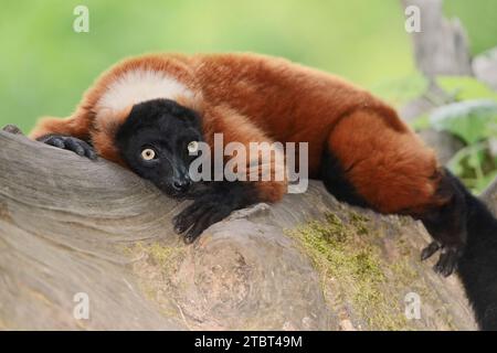 Le vari rouge (Varecia rubra, Varecia variegata rubra) se trouve sur un tronc d'arbre, présent à Madagascar Banque D'Images