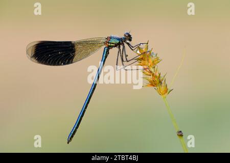 Lamelle bordée (Calopteryx splendens), mâle, Rhénanie du Nord-Westphalie, Allemagne Banque D'Images