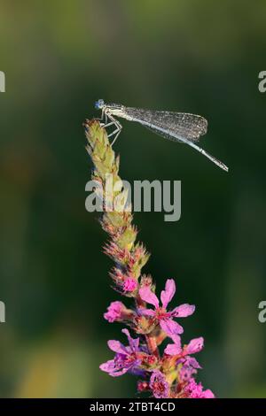 Damselfly bleu (Platycnemis pennipes), mâle sur lythre pourpre (Lythrum salicaria), Rhénanie du Nord-Westphalie, Allemagne Banque D'Images