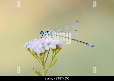 Damselfly (Coenagrion puella), mâle, Rhénanie du Nord-Westphalie, Allemagne Banque D'Images