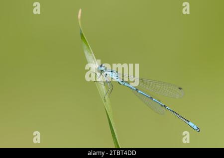 Damselfly (Coenagrion puella), mâle, Rhénanie du Nord-Westphalie, Allemagne Banque D'Images