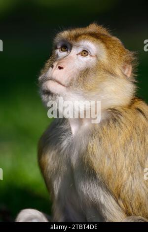 Macaque de barbarie ou magot (Macaca sylvanus) Banque D'Images