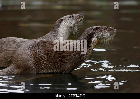 Loutre eurasienne (Lutra lutra), Allemagne Banque D'Images