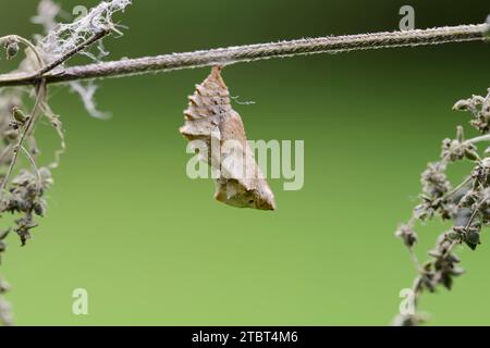 Landkärtchen (Araschnia levana), pupe, Rhénanie du Nord-Westphalie, Allemagne Banque D'Images