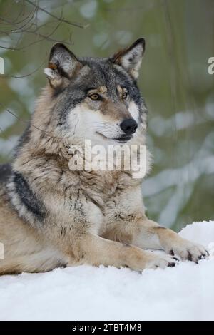 Loup d'Eurasie (Canis lupus lupus) en hiver Banque D'Images