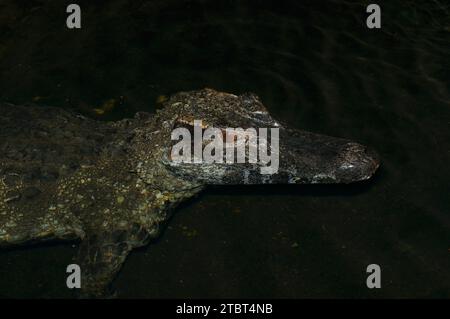 Caïman à tête biseautée (Paleosuchus trigonatus), présent en Amérique du Sud Banque D'Images