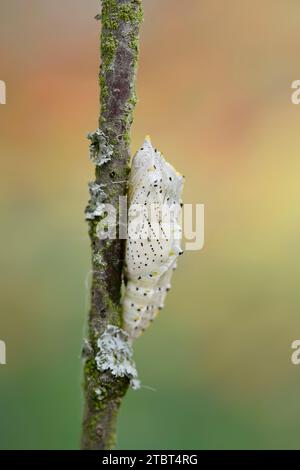 Gros papillon blanc chou (Pieris brassicae), pupe, Rhénanie du Nord-Westphalie, Allemagne Banque D'Images