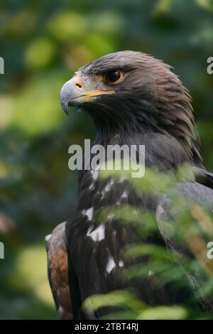 Aigle royal (Aquila chrysaetos) en plumage juvénile, portrait, Autriche Banque D'Images