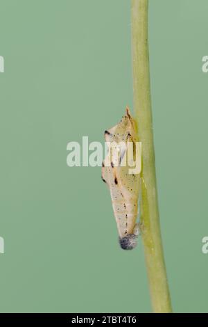 Petit papillon blanc chou (Pieris rapae), pupe, Rhénanie du Nord-Westphalie, Allemagne Banque D'Images