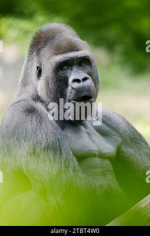 Gorille des basses terres de l'Ouest (Gorilla gorilla gorilla), mâle, dos argenté Banque D'Images