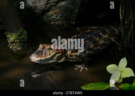 Caïman à museau large (Caiman latirostris) Banque D'Images