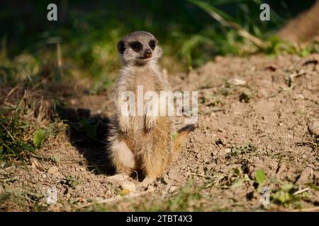 Meerkat ou suricate (Suricata suricatta), jeune animal Banque D'Images