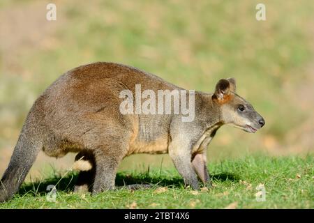 Swamp wallaby (Wallabia bicolor), homme, Australie Banque D'Images
