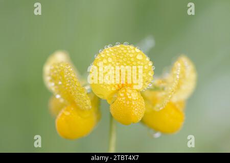 Hornwort commun (Lotus corniculatus), fleurs avec gouttes de rosée, Rhénanie du Nord-Westphalie, Allemagne Banque D'Images