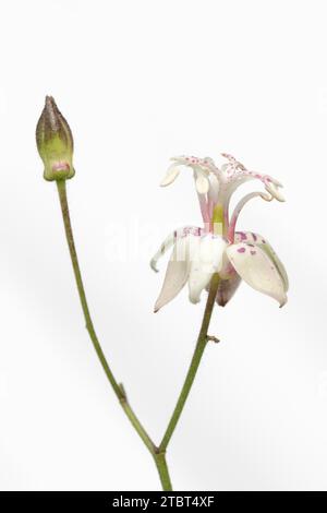 Lys de crapaud du Japon (Tricyrtis hirta), fleur Banque D'Images