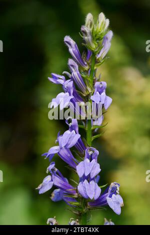 Cardinal bleu Lobelia (Lobelia siphilitica), Rhénanie du Nord-Westphalie, Allemagne Banque D'Images