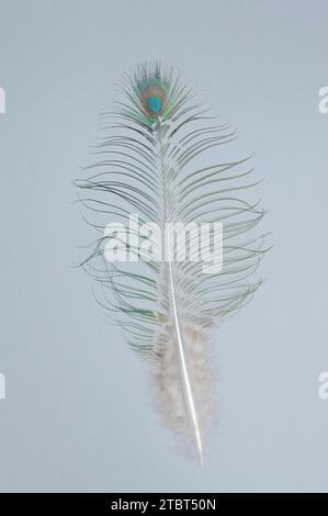 Paon bleu (Pavo cristatus), plume ornementale du paon mâle Banque D'Images