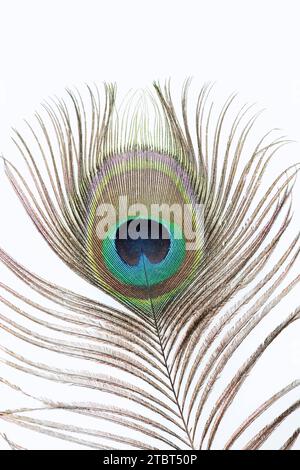 Paon bleu (Pavo cristatus), détail d'une plume décorative d'un paon masculin Banque D'Images