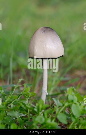 egghead mottlegulle (Panaeolus semiovatus), France Banque D'Images