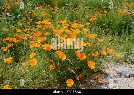 Pavot de Californie (Eschscholzia californica), Bretagne, France Banque D'Images