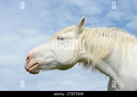 Percheron (Equus caballus), portrait, Normandie, France Banque D'Images