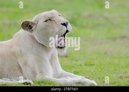 Lion blanc (Panthera leo), femelle bâilleuse Banque D'Images