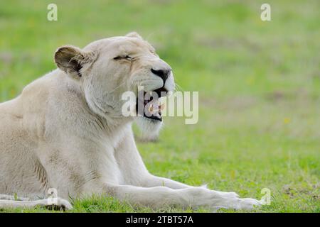 Lion blanc (Panthera leo), femelle bâilleuse Banque D'Images