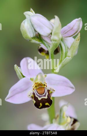 Orchidée abeille (Ophrys apifera), fleur, Bretagne, France Banque D'Images