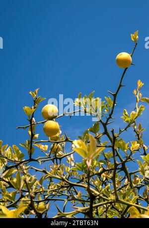 Orange amère, Poncirus trifollata, Rutaceae, sur l'île de Mainau, lac de Constance, Bade-Württemberg, Allemagne, Europe Banque D'Images