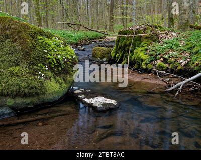 Paysage dans la réserve naturelle de Weilersbachtal dans le parc naturel de Steigerwald, commune de Rauhenebrach, district de Haßberge, district de Schweinfurt, Basse-Franconie, Franconie, Allemagne Banque D'Images