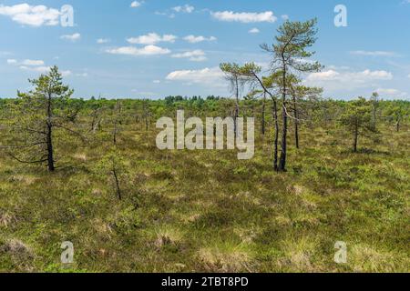 Réserve naturelle de Schwarzes Moor, réserve de biosphère de Rhön, Basse-Franconie, Franconie, Bavière, Allemagne Banque D'Images