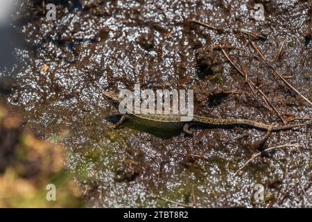 Lézard forestier, Zootoca vivipara, Lacerta vivipara, lézard des montagnes, lézard des tourbières Banque D'Images