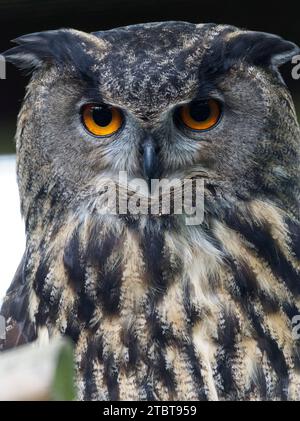 Eagle owl Bubo bubo, Banque D'Images