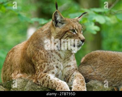 Lynx eurasien, lynx du Nord, lynx du Lynx, lynx Banque D'Images