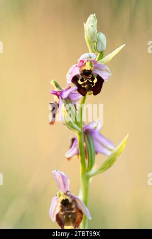 Araignée-orchidée tardive, Ophrys holoserica, Ophrys, fuciflora Banque D'Images