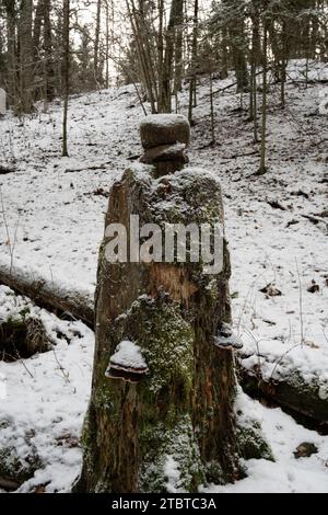 Un amalgame serein des éléments de la nature : une souche moussue ornée de champignons soutient les pierres recouvertes de neige au milieu de la forêt enneigée de Pokainu Mezs. Banque D'Images