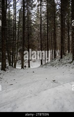 Chemins éclairés par le soleil ornés de marques visibles de pneus, peignant un tableau d'expéditions au milieu de la forêt tranquille et enneigée. Banque D'Images