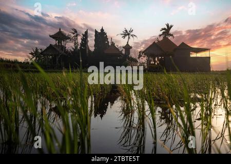 Grandes terrasses de riz frais avec de l'eau le matin, vue sur la verdure de poissons à un temple hindou le matin, paysage tourné sur une île tropicale en Asie, Sanur, Bali, Indonésie Banque D'Images